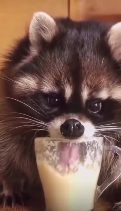 Adorable racoon #shorts