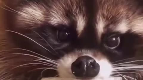 Adorable racoon #shorts