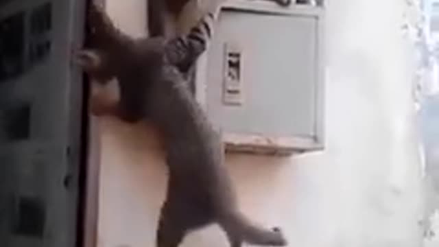 Cats Funny - Knocking Everyone Down