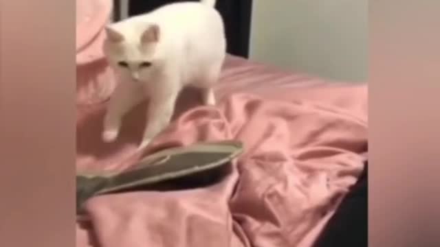 Animals humor moments