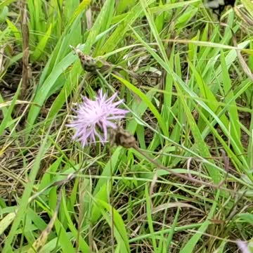 Fat bumblebee almost gets eaten by dog