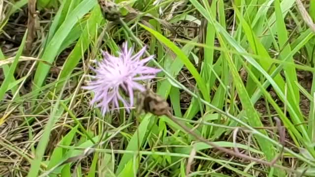 Fat bumblebee almost gets eaten by dog