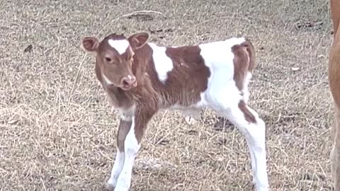 Bull Calf 1