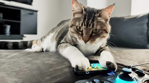 Cute Cat Picture 🎮