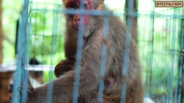 Brutally shot mother monkey makes near impossible heartwarming recovery for baby