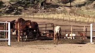 Elk Says Hi to Horses