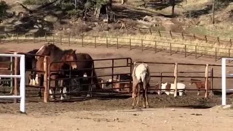 Elk Says Hi to Horses