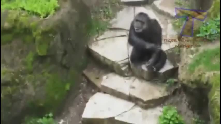 Funny monkeys and tiger fight