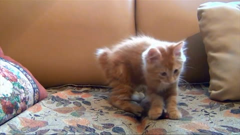 Kitten Playing His Toy