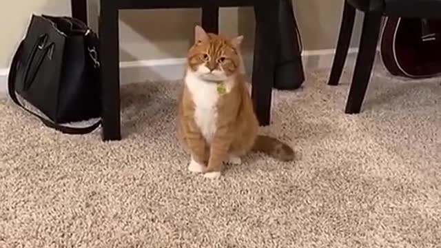 a dumb kitten