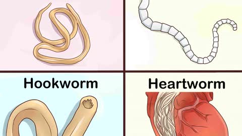 Parasitic worms in dogs.