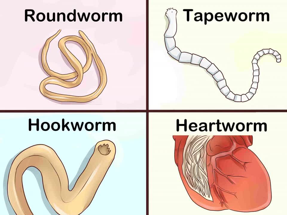 Parasitic worms in dogs.