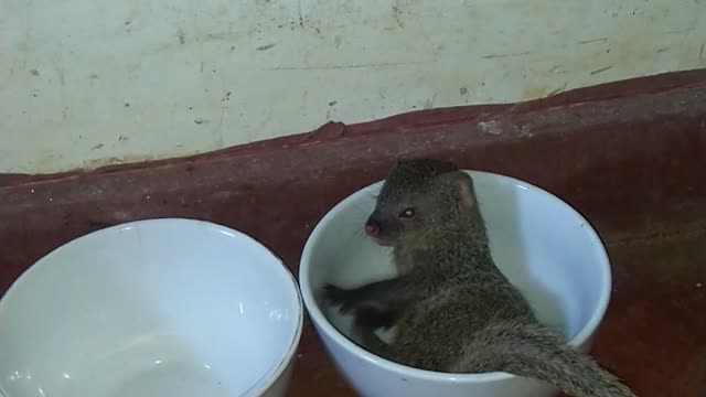 Little mongoose