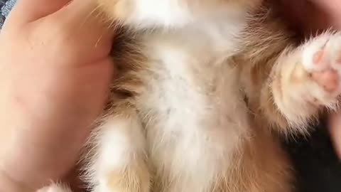 Cute Kitty🐱 Must watch