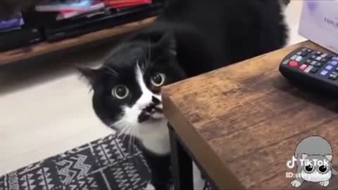 Funny Cats Speak Better English Than Humans