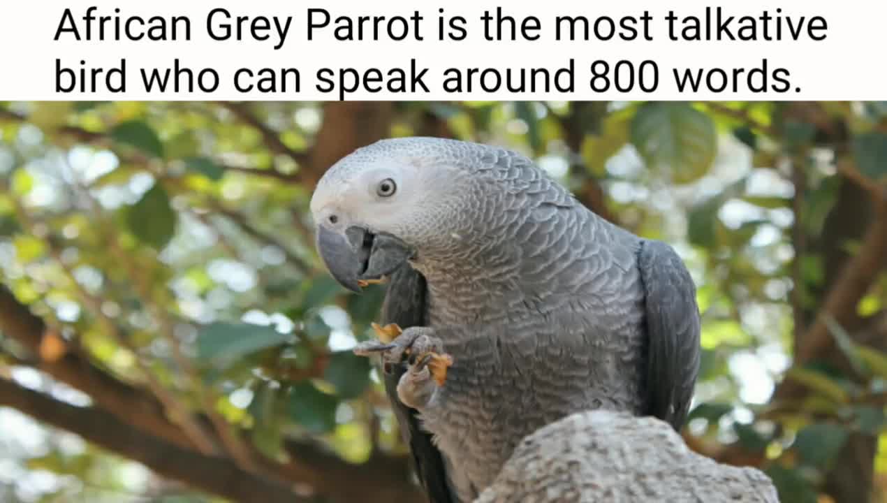 Birds fact you didn't know