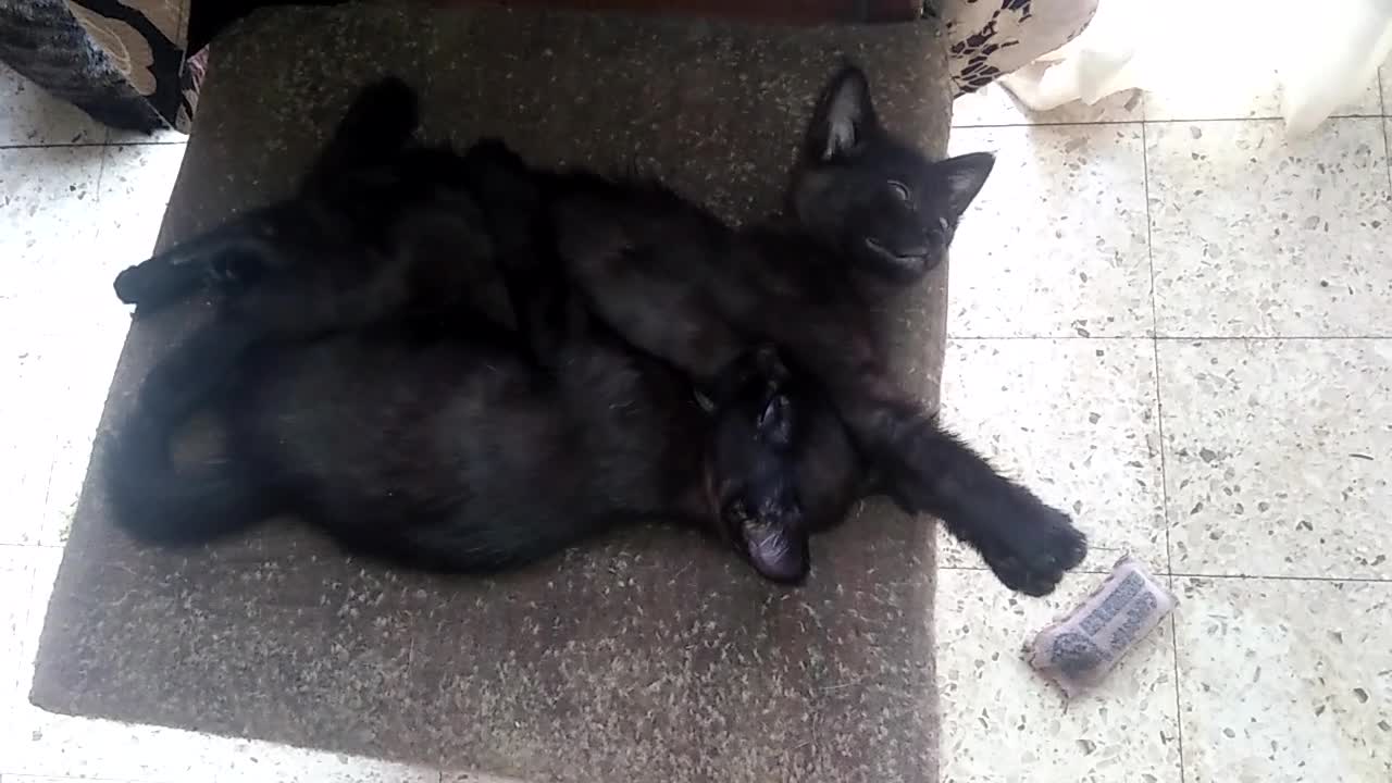 kitty family love