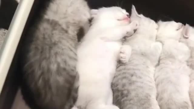 A funny cat who wants to sleep with the group