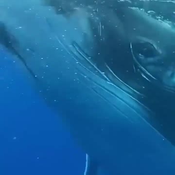 Wildlife Animals Stock Footage | Royalty Free Videos