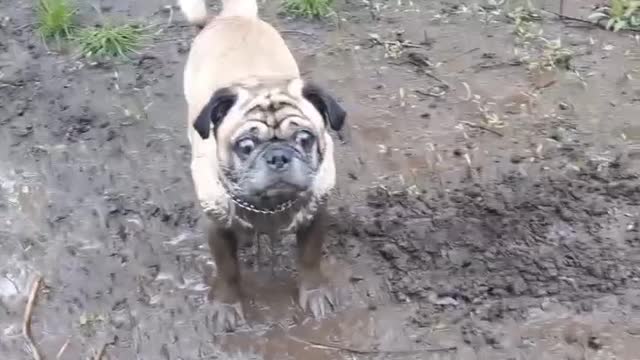 My pug having a blast!