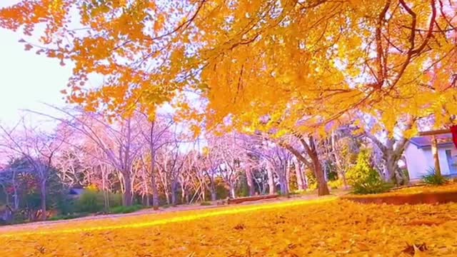 Ginkgo biloba leaves fall