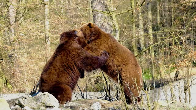 cute animals: bear fight