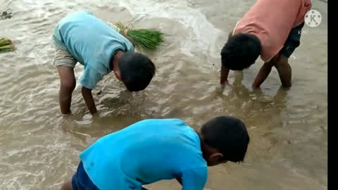 Children cut fish