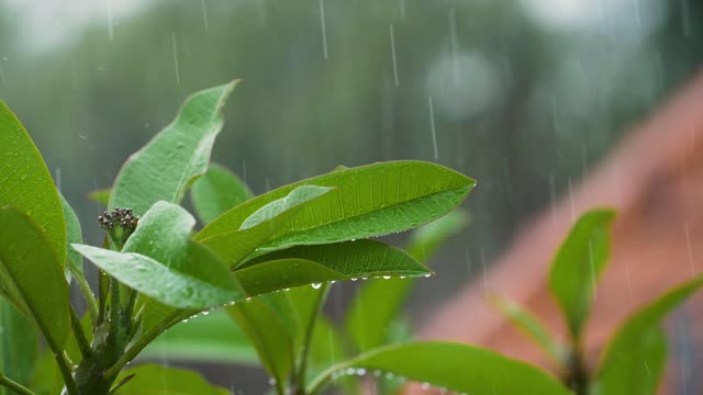 close-up shot of rain falling on leaves in Bali.