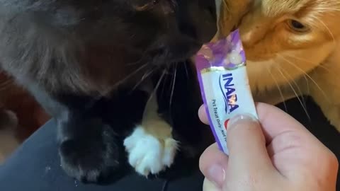 Cats Come to Blows Over Tasty Treat