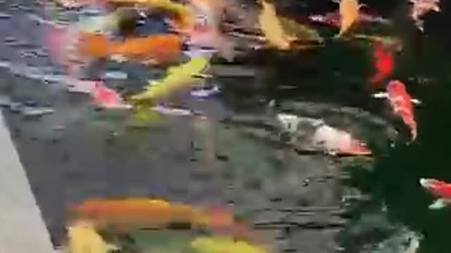 Kids and fish koi