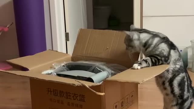 Banban is curious with the box