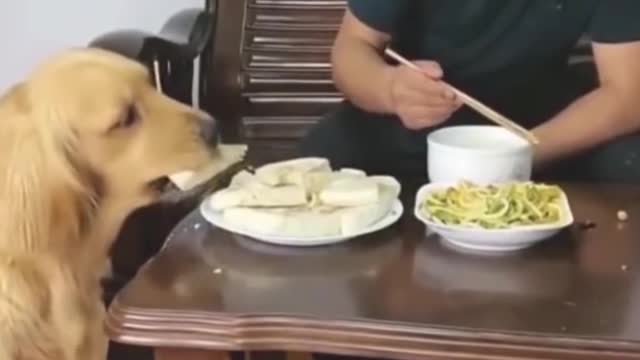Cute funny animals