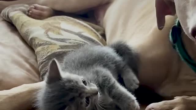 Guy thought this stray baby was a mole