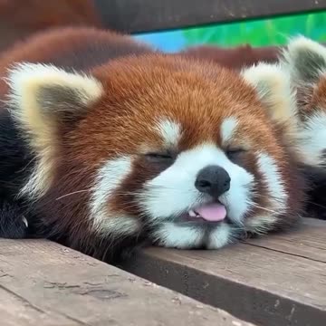 Red panda