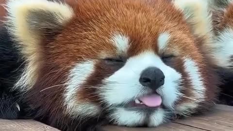 Red panda