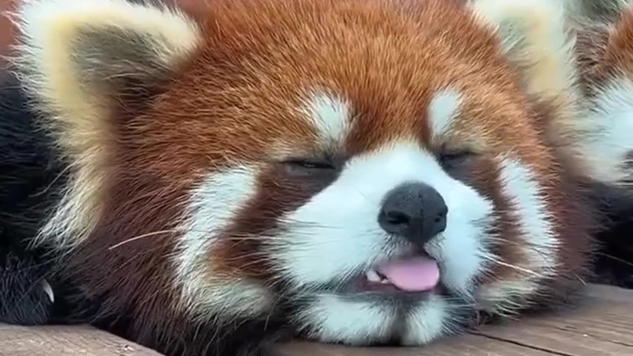 Red panda