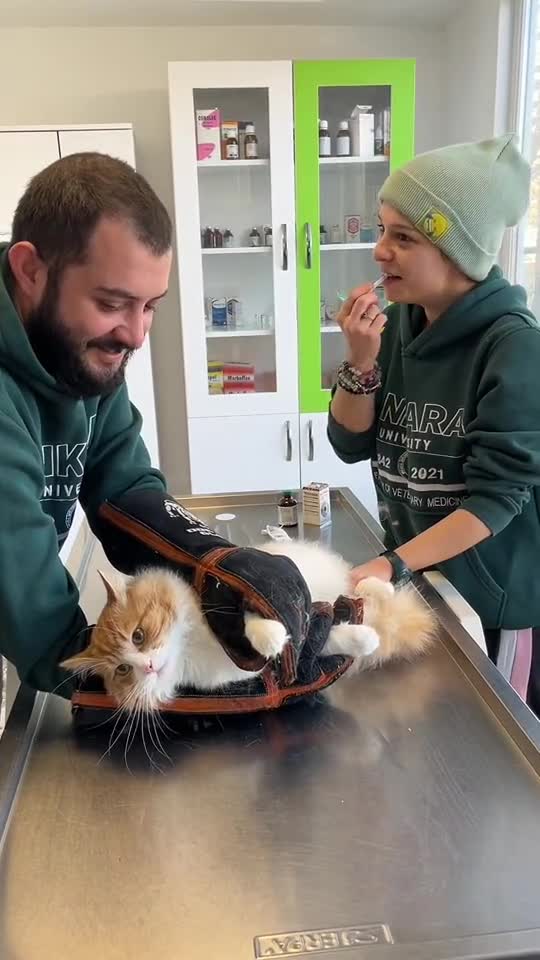 funny|prank|jokes|funny jokes|dad jokes|funny memes|funny video|fun|laughing|funny animal|knock