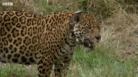Jaguar Orphan Released into the Wild | Jaguars Born Free | BBC Earth