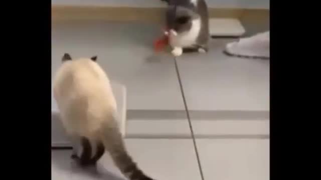 Funny cats video