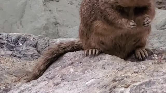 Chunky Squirrel Chows Down