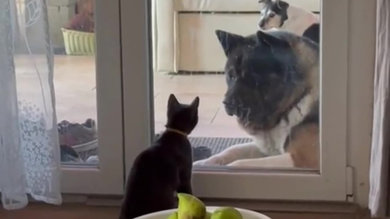 Dog doesn’t want to deal with the cat 🤣