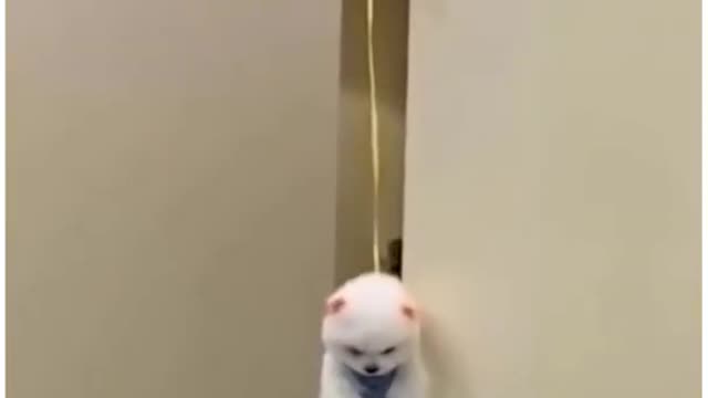wow...!!! Dog is flying