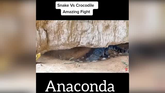 Snake crocodile anaconda