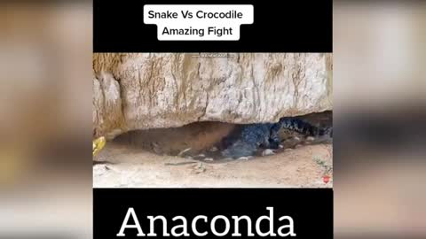 Snake crocodile anaconda