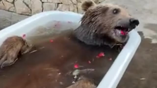 bear is in his beauty bath