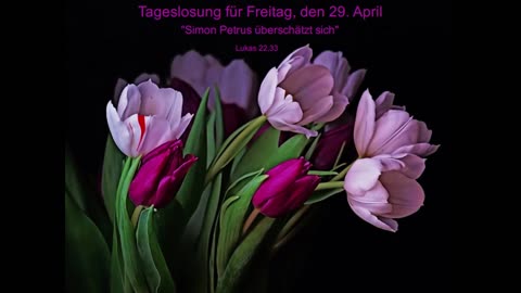 Tageslosung für Freitag, den 29. April