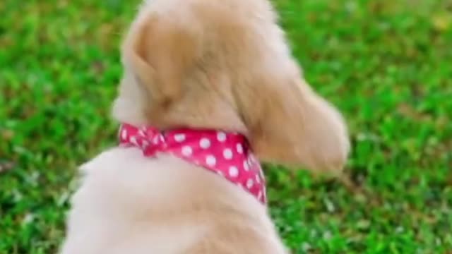 #Short - Cute Dogs