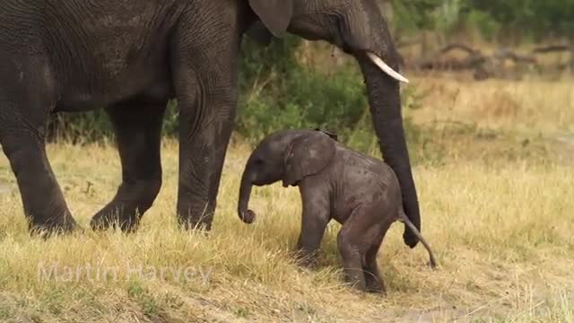 A Cute Newly Born Baby Elephant Struggles To Stand Up.