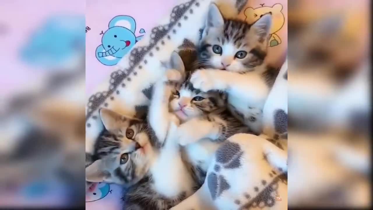 kittens cutest video