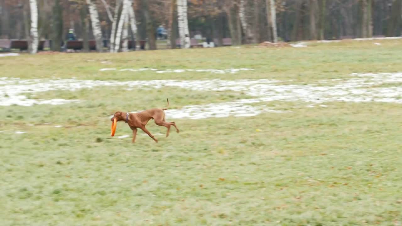 Brown dog runs with toy in the autumn park